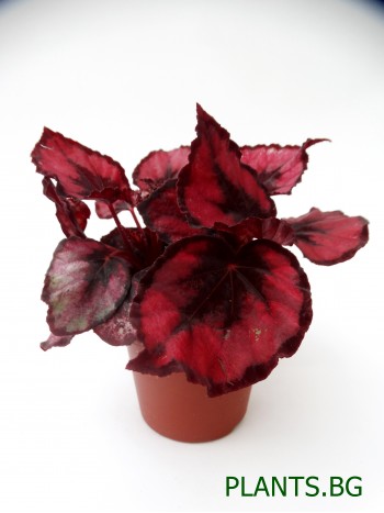 Бегония  (Begonia Rex) PR1226